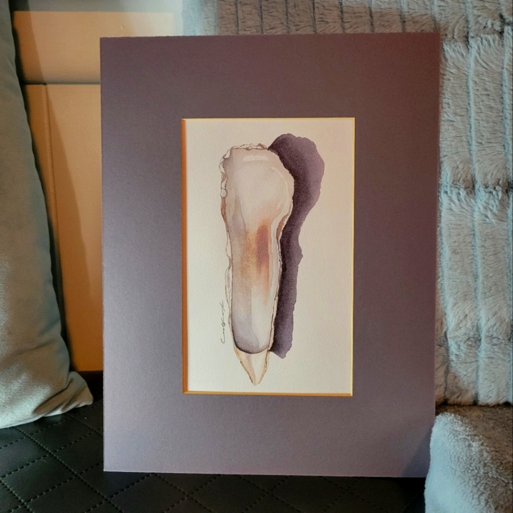 Oyster Shell, Seashell, Fine Art Print w/ Mat